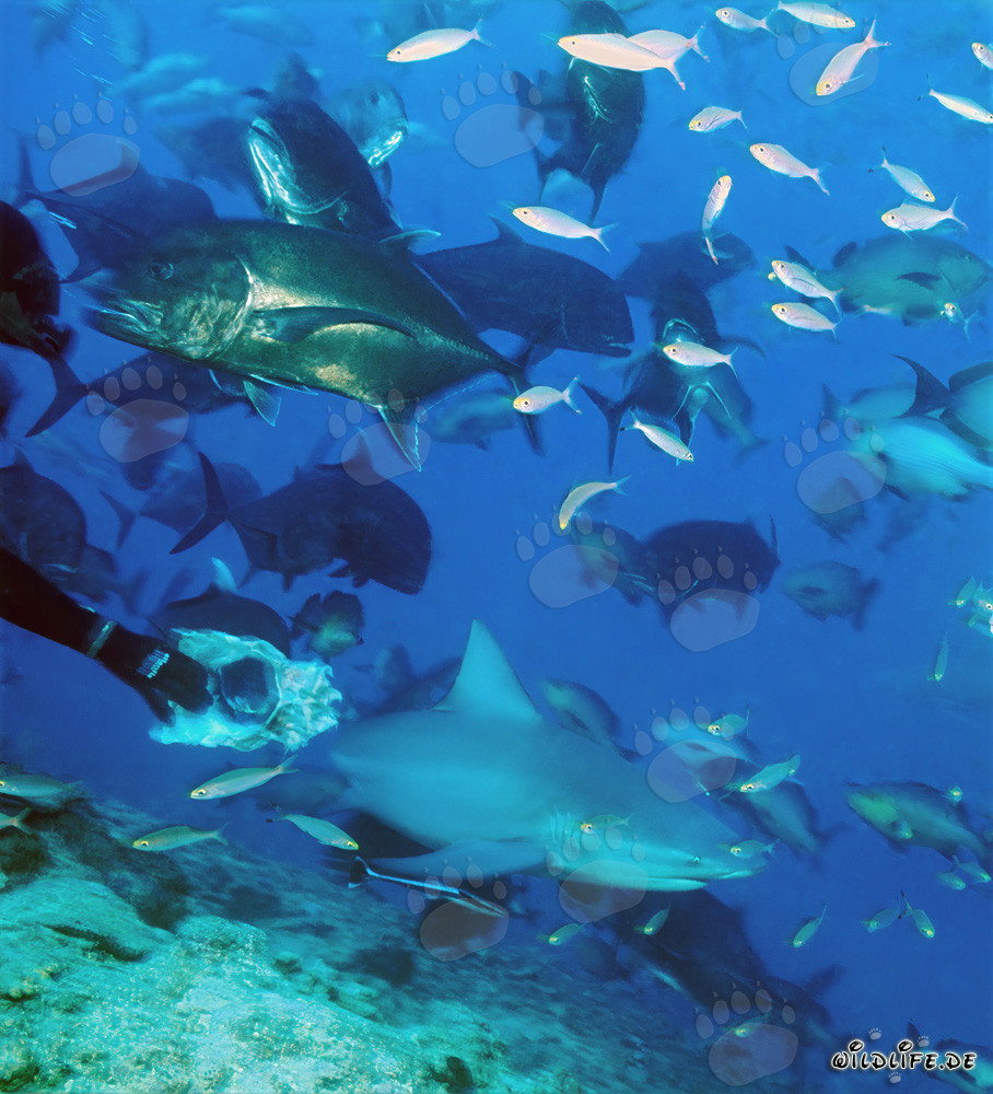 Fascinating underwater world with bull shark, giant travellies and coral fishes