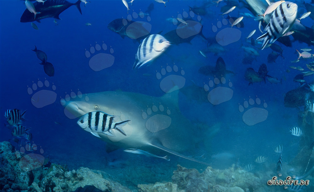 Bull Shark - Fascinating inhabitant of the oceans approaching the reef