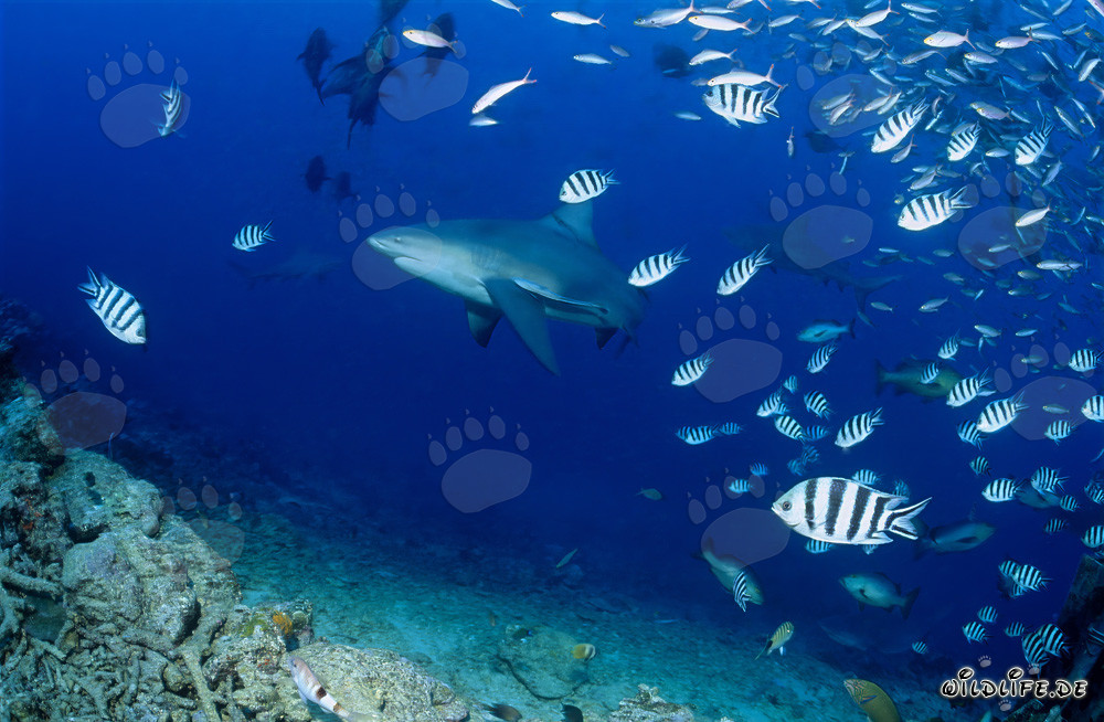 Bull Shark (Carcharhinus leucas)