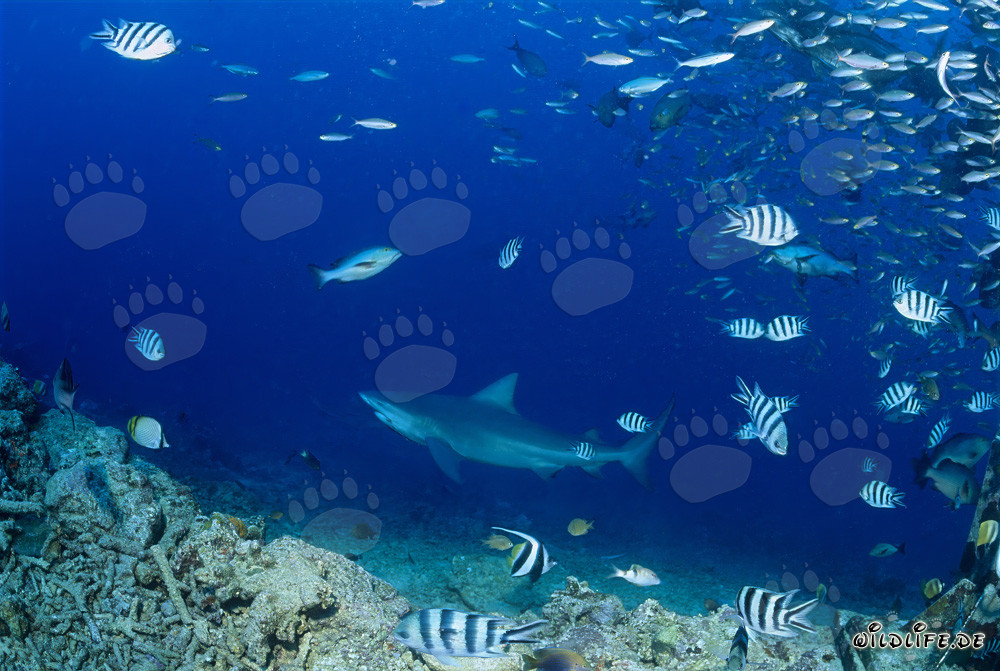 Impressive Bull Shark in the Depths of the Ocean