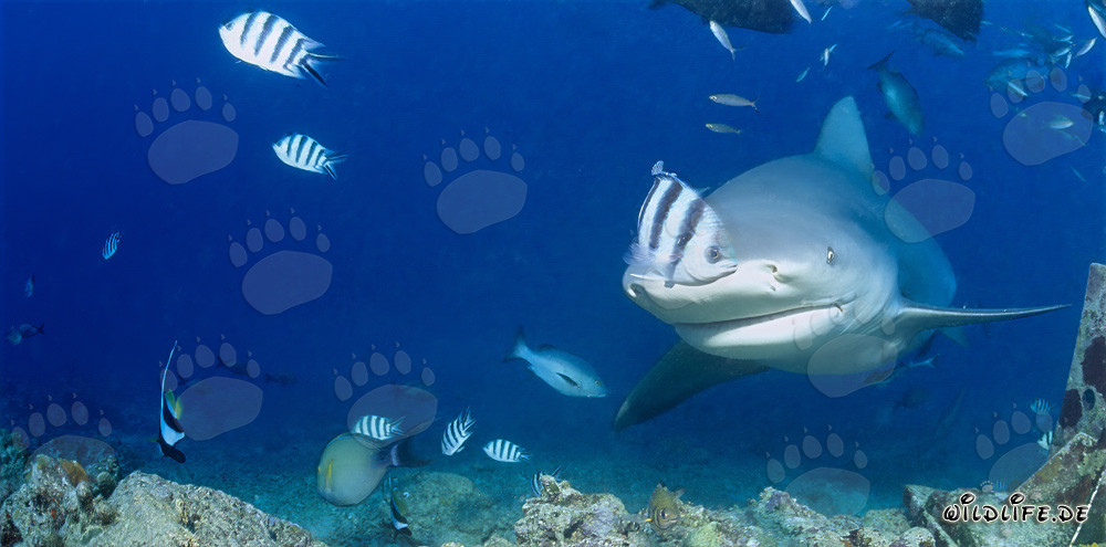 Fascinating bull shark exploring the reef in Beqa Lagoon
