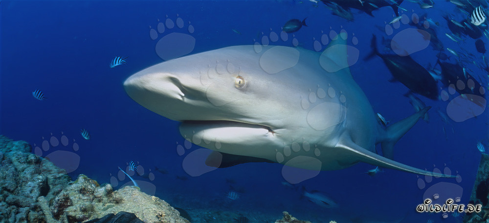 Bull shark (Carcharhinus leucas)