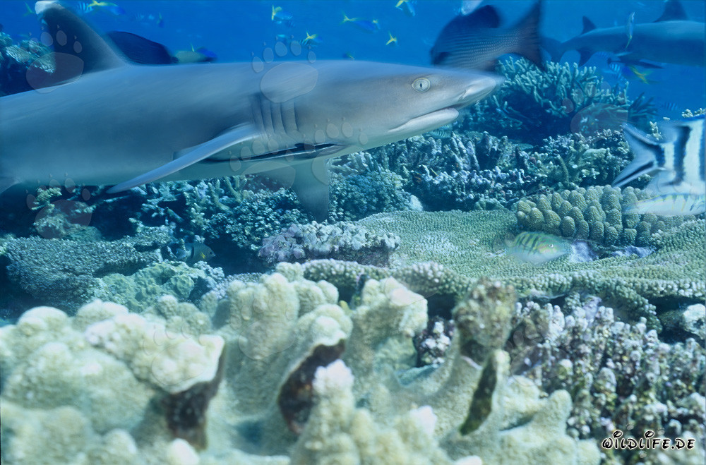 Requin à pointes blanches fascinant dans les eaux de Fidji
