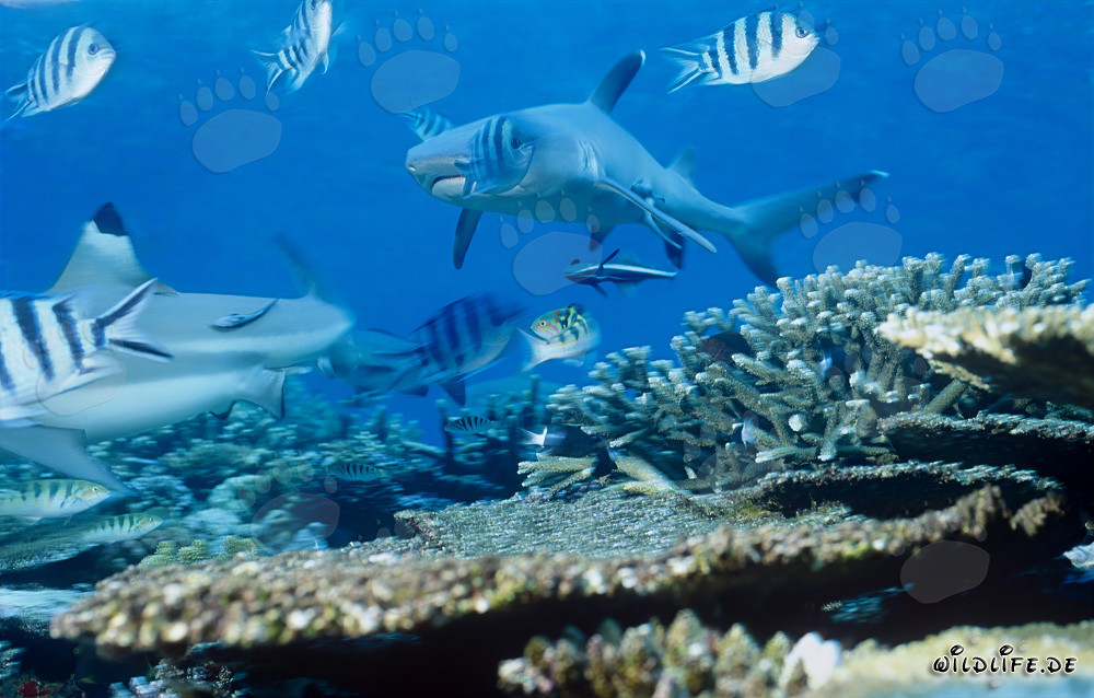 Requin à pointes blanches élégant nage dans les eaux claires de la lagune de Beqa, Fidji
