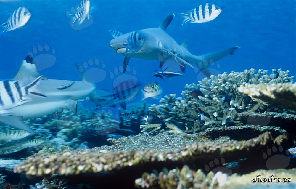 Elegant Whitetip Reef Shark swimming in the clear waters of Beqa Lagoon, Fiji