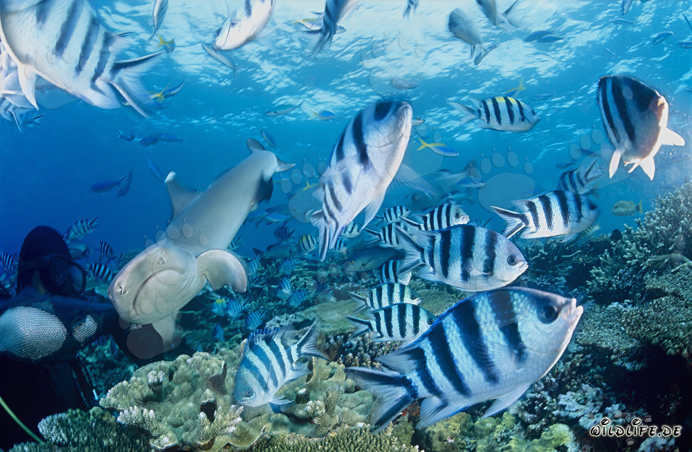 Faszinierender Weissspitzen-Riffhai schwimmt elegant an Taucher vorbei