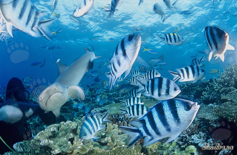 Fascinating whitetip reef shark gracefully swimming past a diver