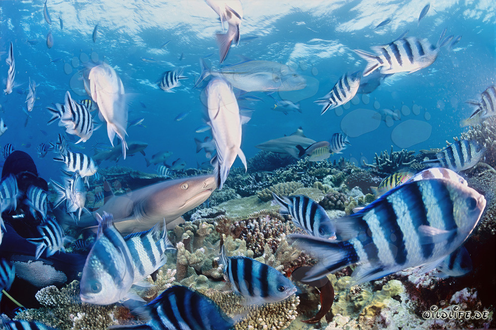 Fascinating whitetip reef shark surrounded by divers and colorful coral fishes