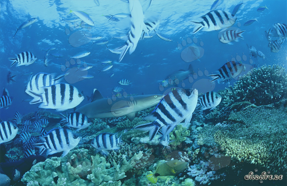 Requin de récif à pointes blanches fascinant sur le récif corallien