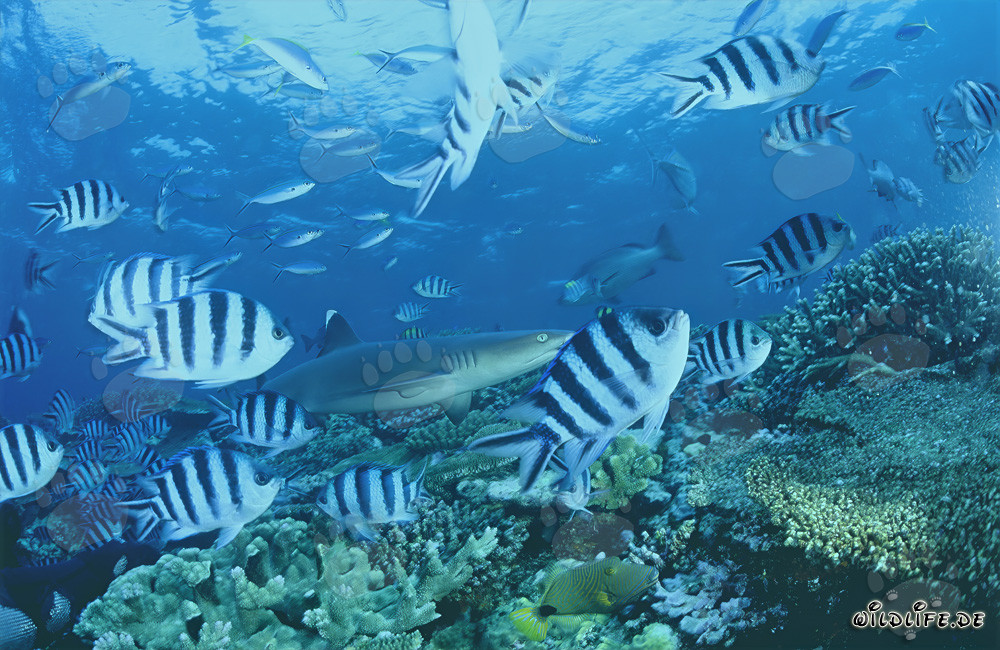 Affascinante squalo di barriera a punte bianche sulla barriera corallina