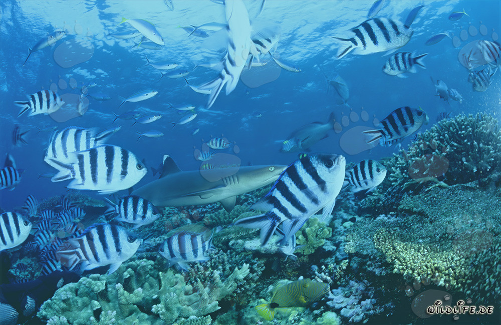 Fascinante tiburón de arrecife de puntas blancas en el arrecife de coral