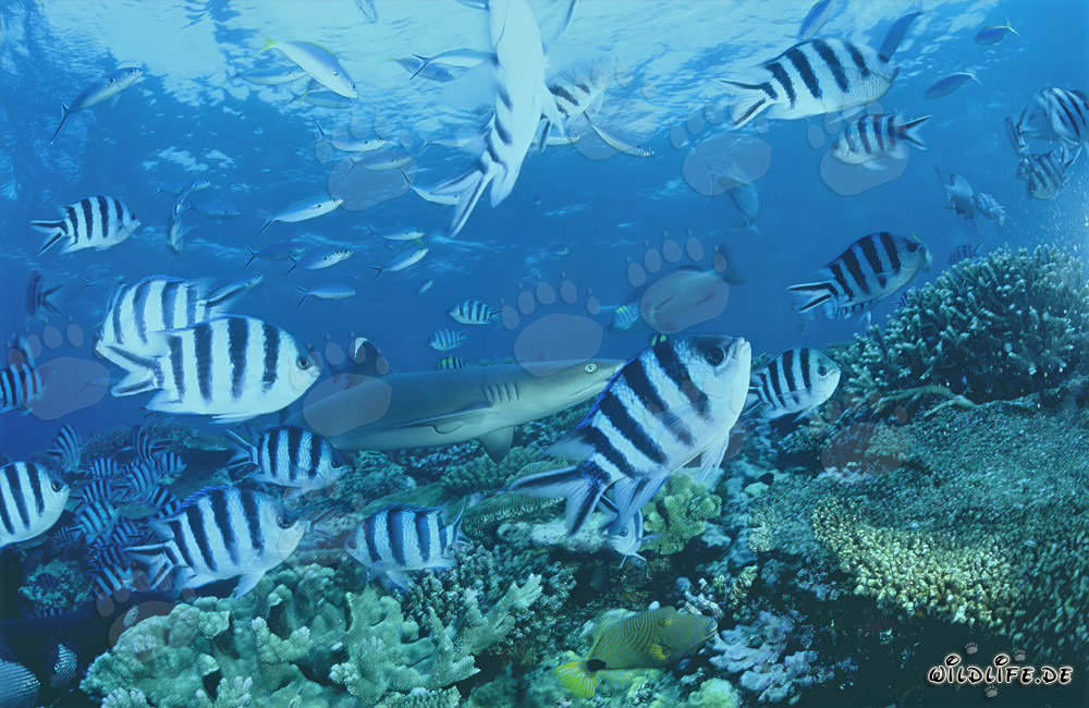 Fascinating Whitetip Reef Shark at Coral Reef