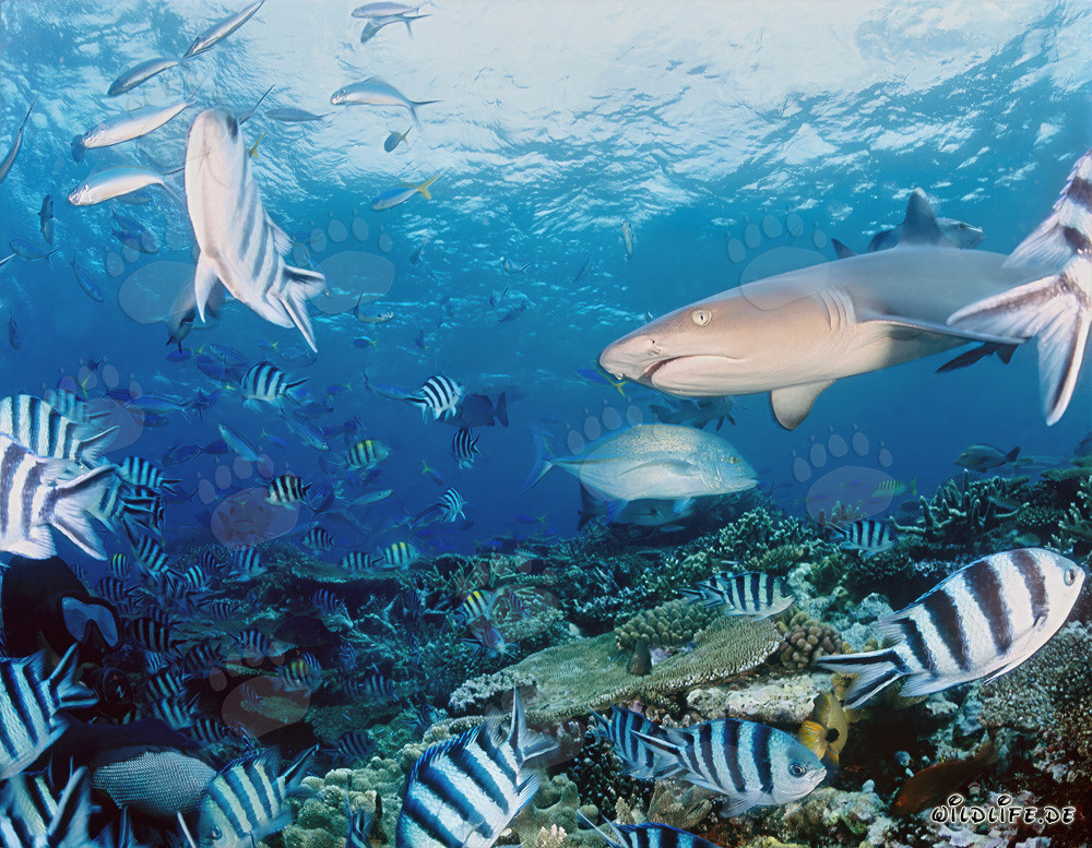 Fascinating Whitetip Reef Shark Surrounded by Colorful Reef Fish
