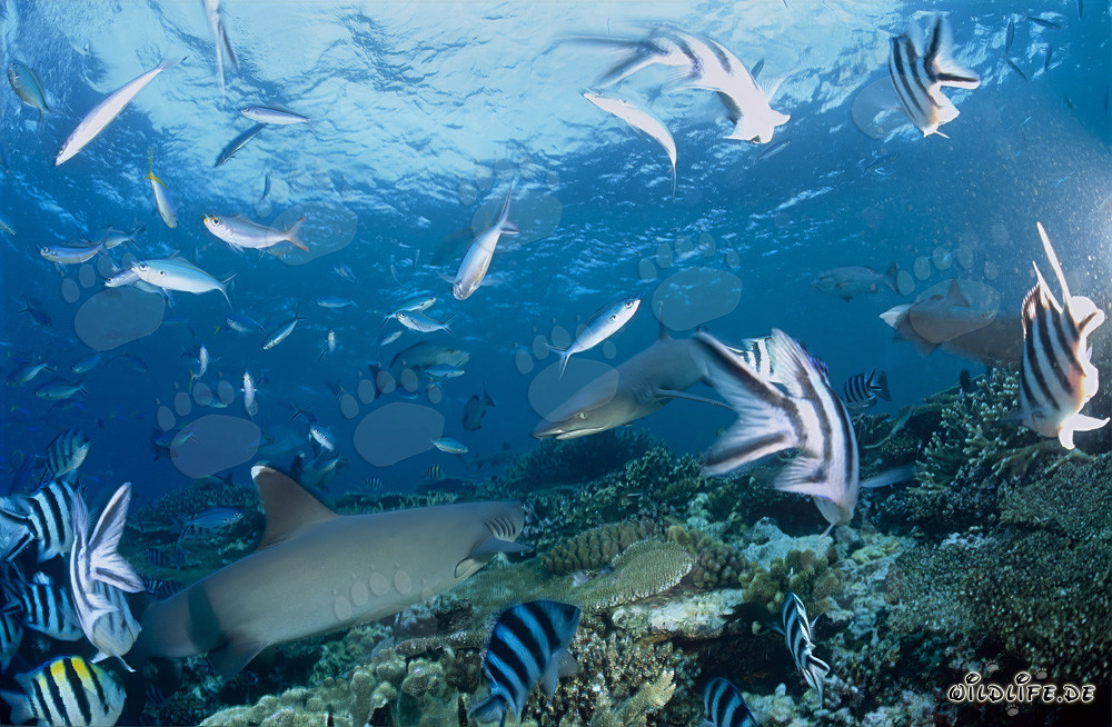Incontro di due maestosi squali pinna bianca del reef