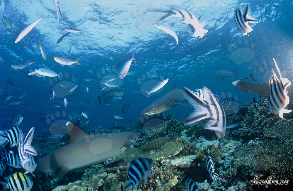 Encuentro de dos majestuosos tiburones de arrecife de puntas blancas