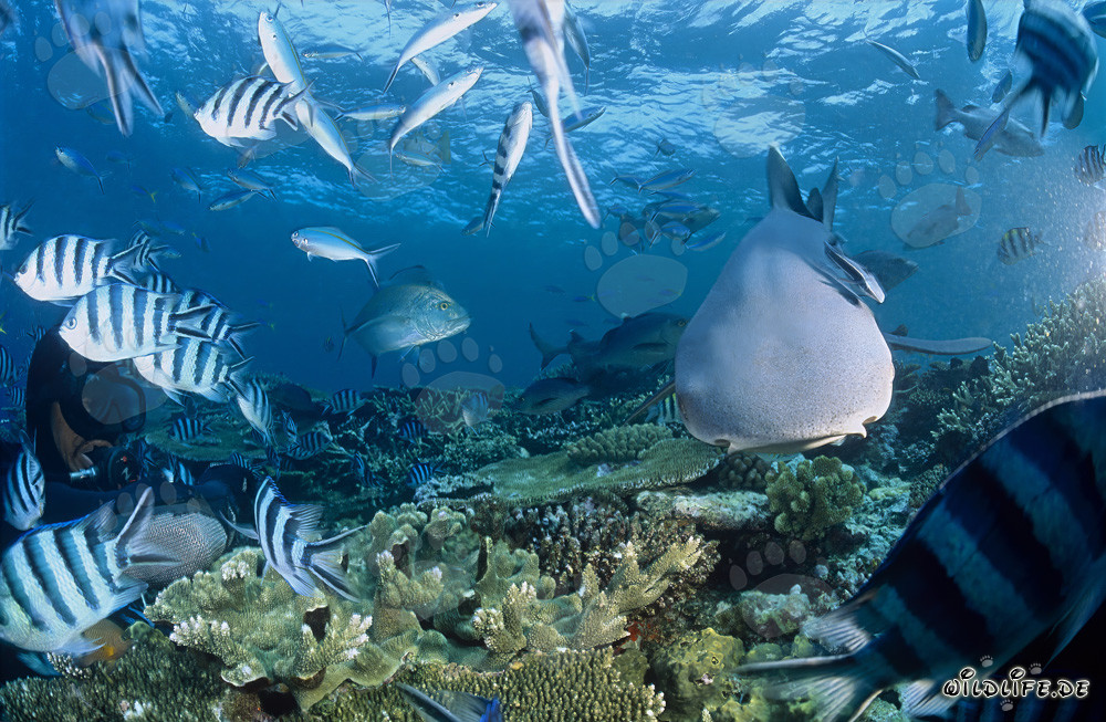 Requin à pointes blanches fascinant et plongeur courageux sous l'eau