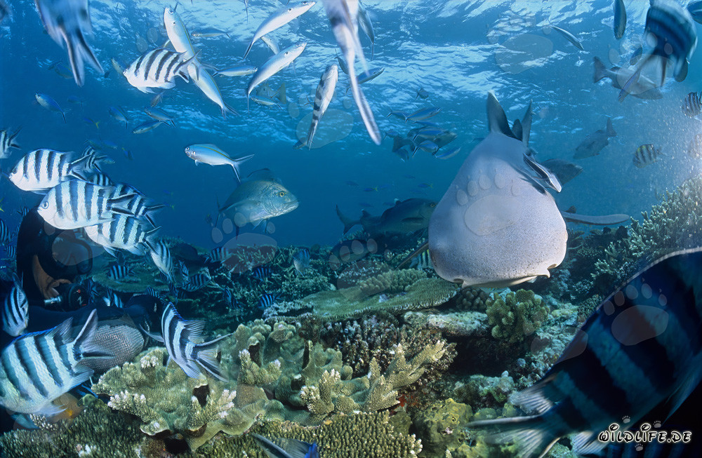 Fascinante tiburón de puntas blancas y valiente buceador bajo el agua