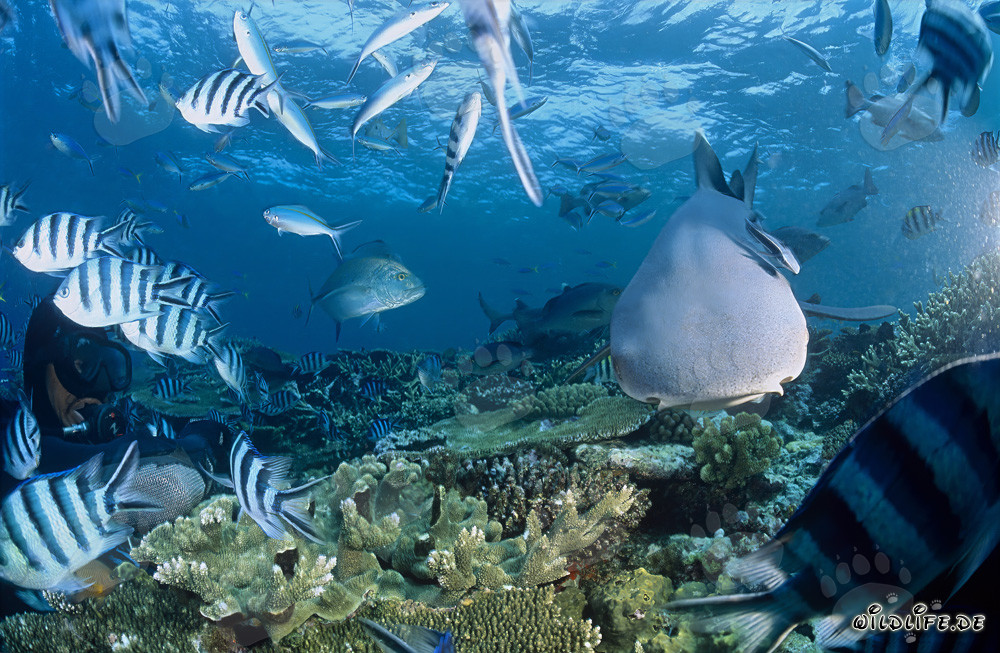 Fascinating Whitetip Reef Shark and Brave Diver Underwater