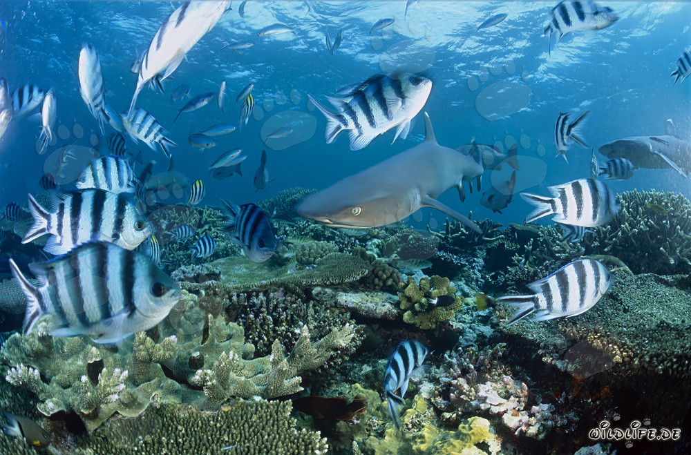 Requin à pointes blanches fascinant sur le récif de corail