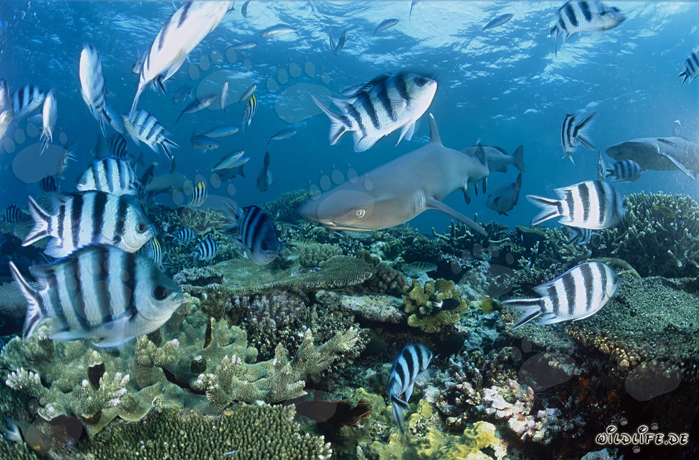 Affascinante squalo pinna bianca sulla barriera corallina