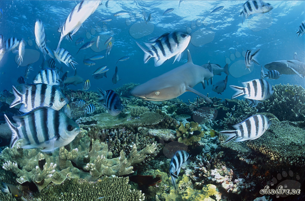 Fascinante tiburón de puntas blancas en el arrecife de coral