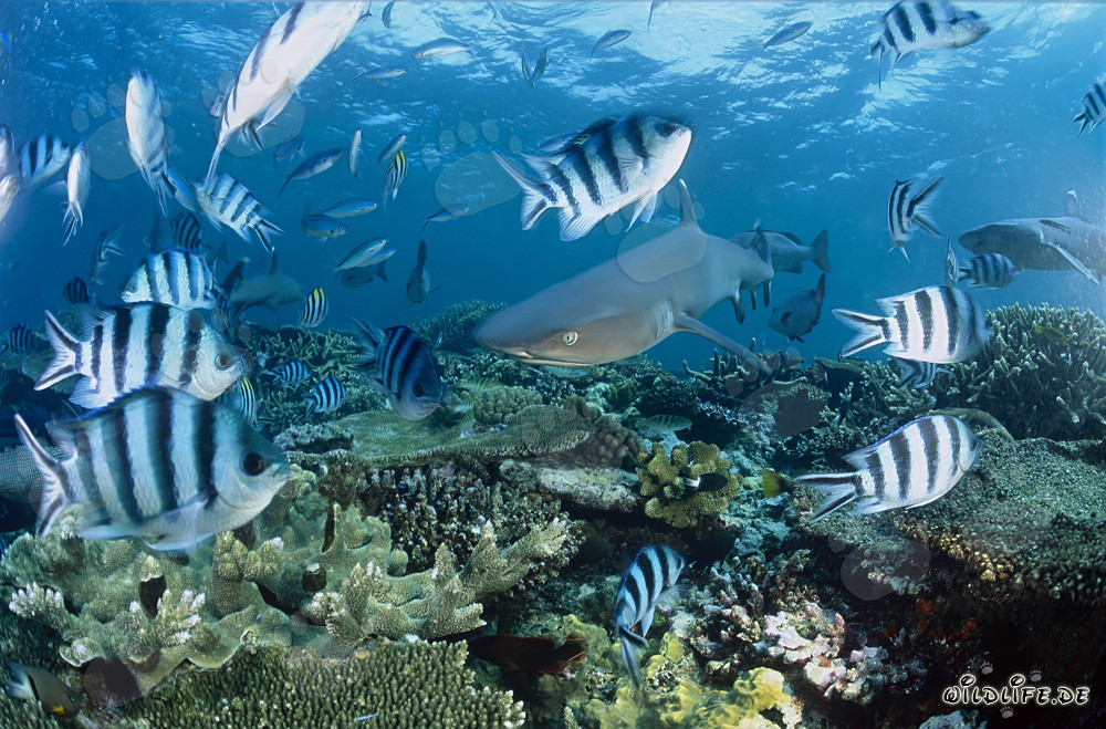 Fascinating Whitetip Reef Shark at Coral Reef