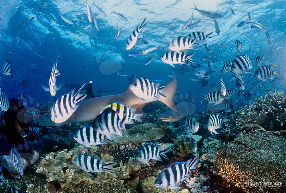 Fascinantes tiburones de arrecife de puntas blancas en la laguna de Beqa, Fiyi
