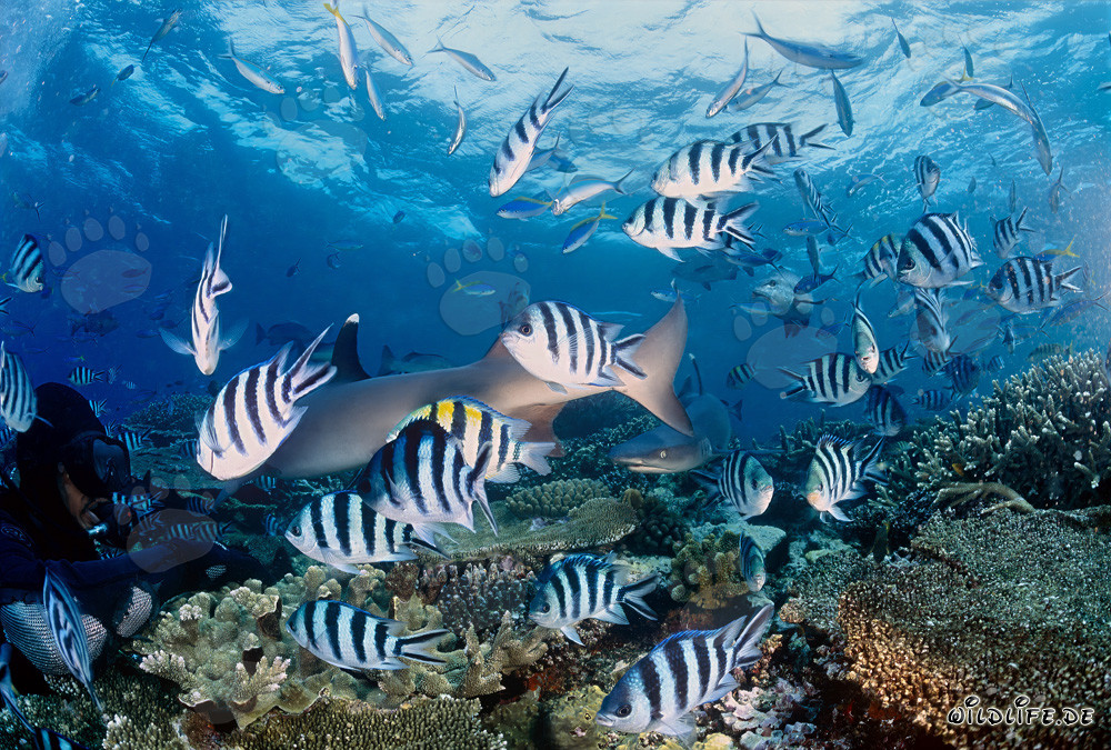 Faszinierende Weissspitzen-Riffhaie in der Beqa Lagune, Fiji