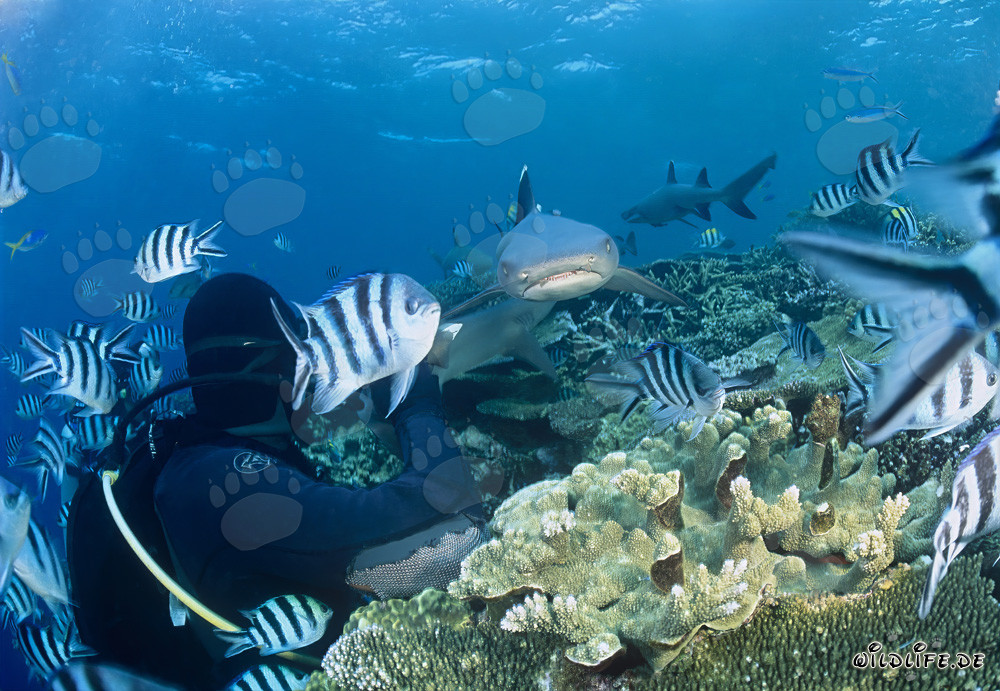Whitetip reef shark approaching diver