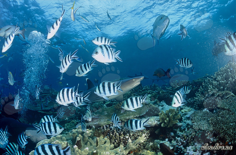 Elegante squalo di barriera corallina a punte bianche circondato da sargentini a coda di forbice
