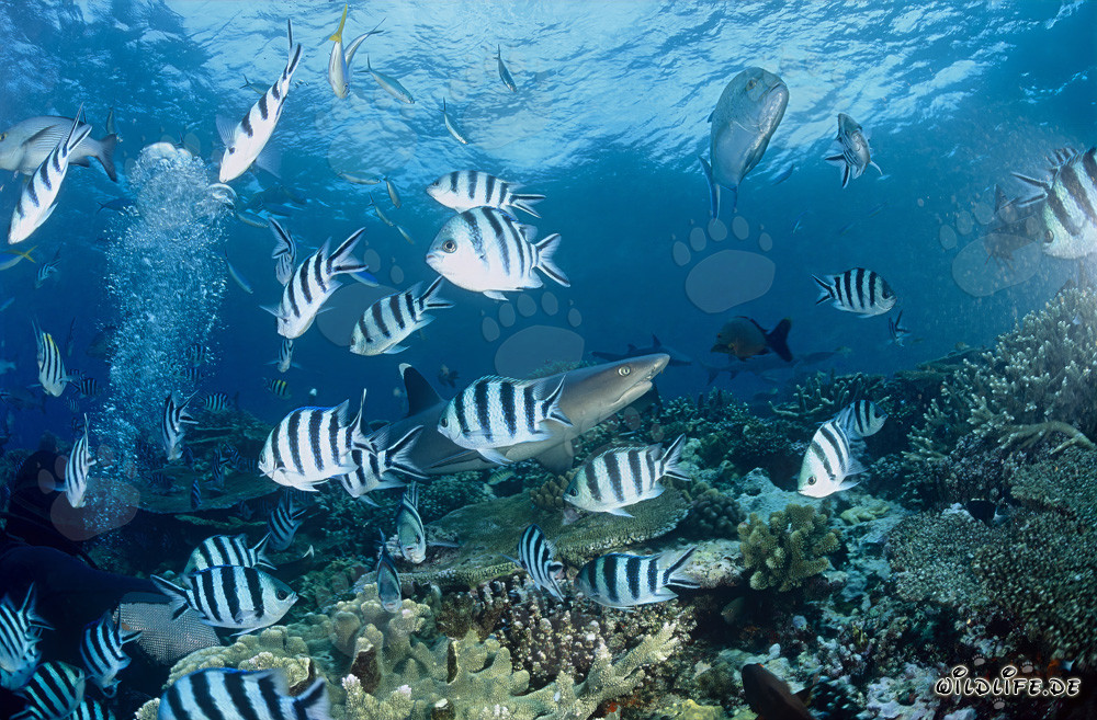 Elegant Whitetip Reef Shark Surrounded by Crescent-tail Bigeyes