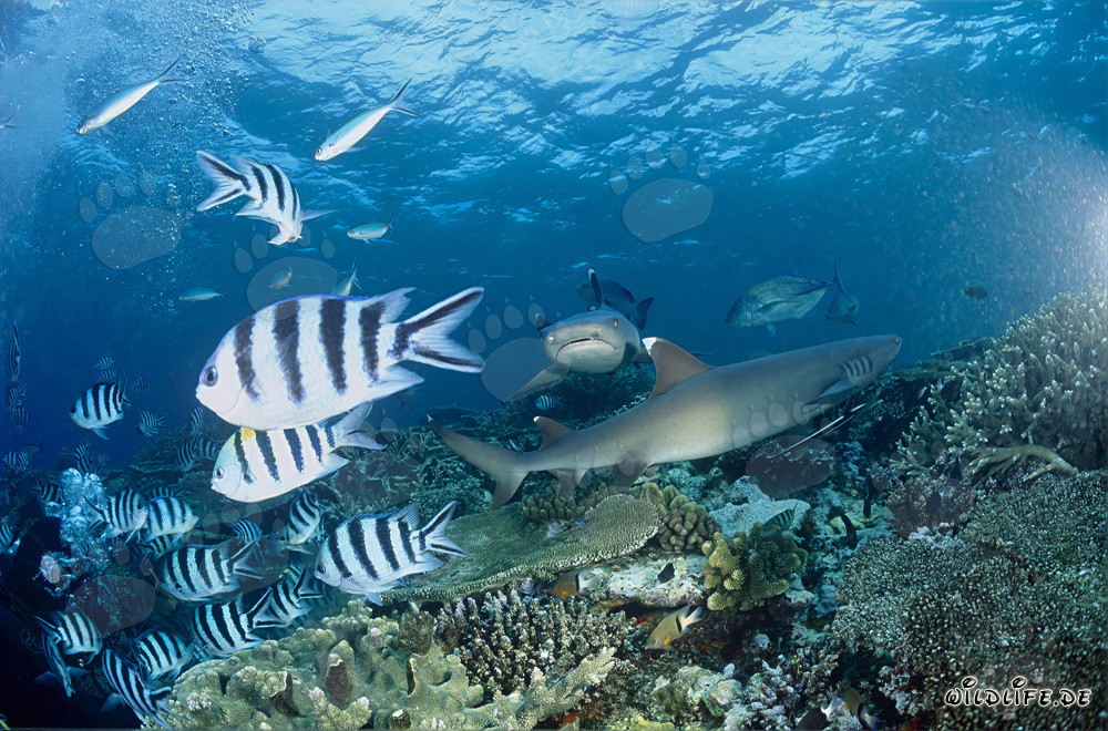 Fascinantes tiburones de arrecife de puntas blancas cruzan el arrecife de coral de Fiji