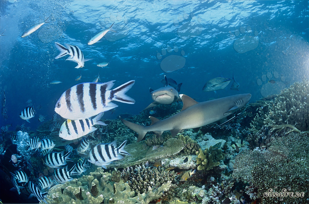 Fascinating Whitetip Reef Sharks in the Coral Reefs of Fiji