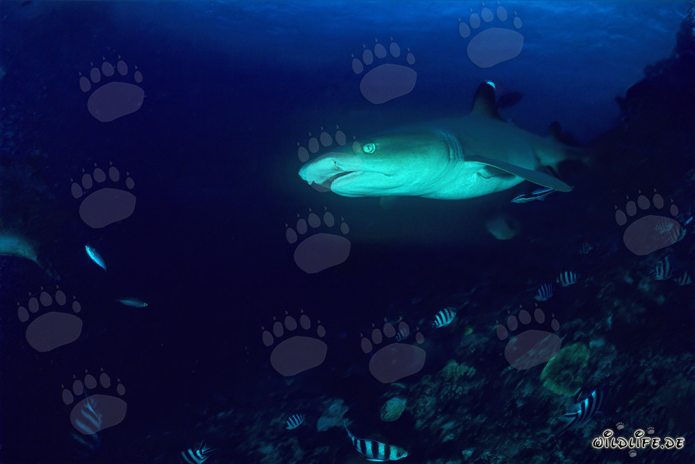 Portrait fascinant du requin à pointes blanches du récif