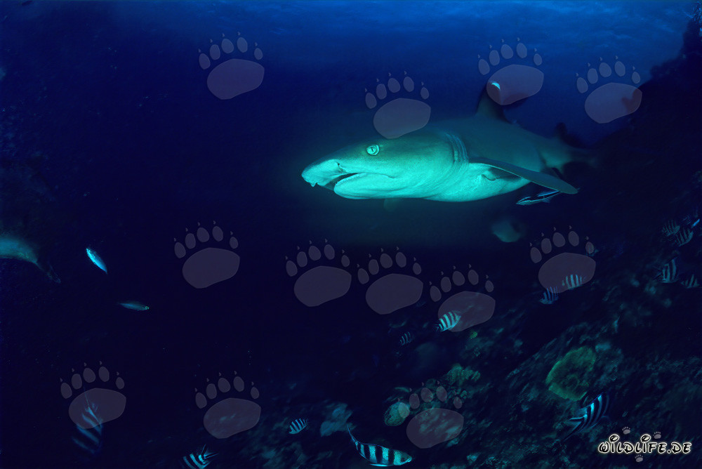Ritratto affascinante dello squalo a punta bianca del reef