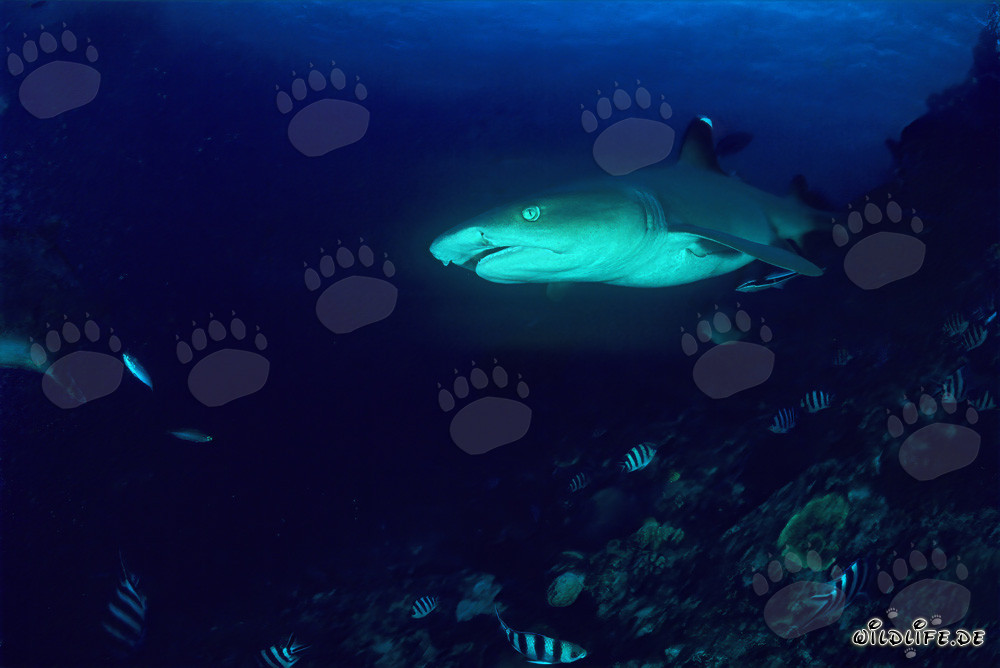 Fascinating Portrait of the Whitetip Reef Shark
