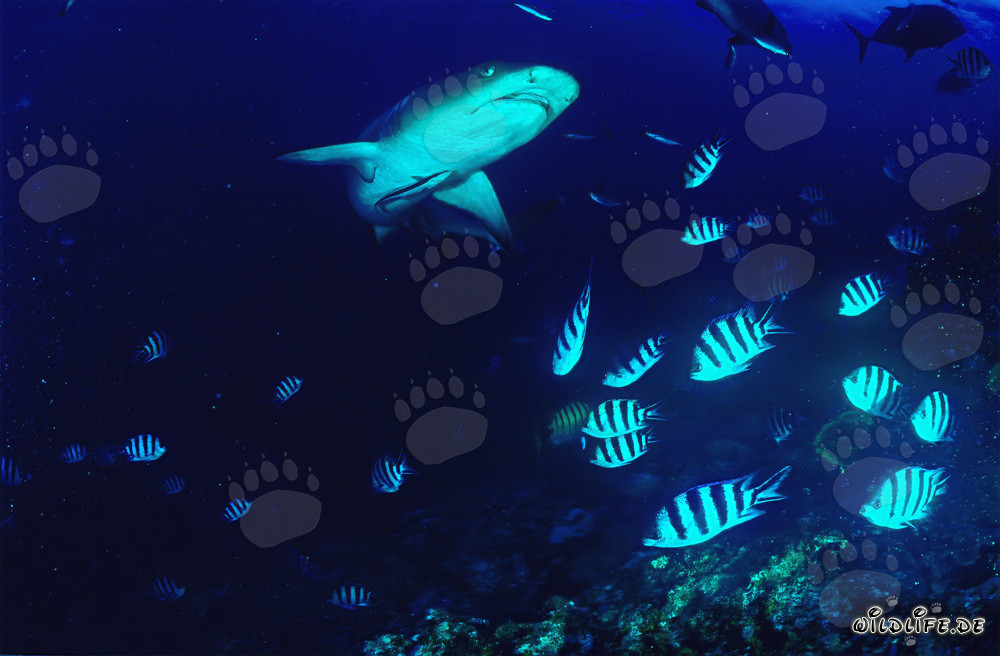 Affascinante squalo pinna bianca nelle acque di Fiji