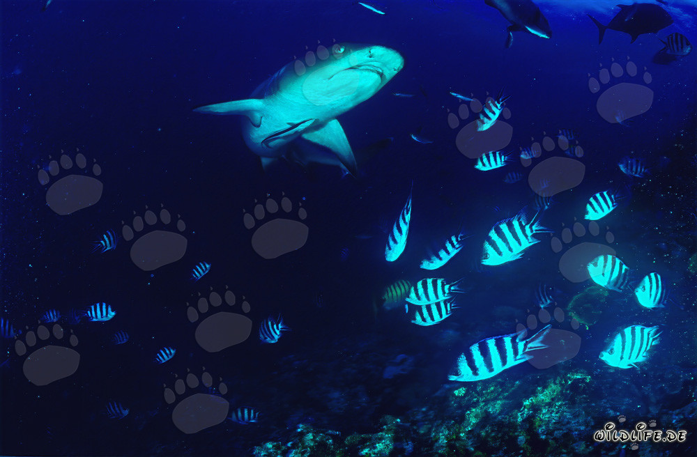 Fascinante tiburón de arrecife punta blanca en las aguas de Fiji