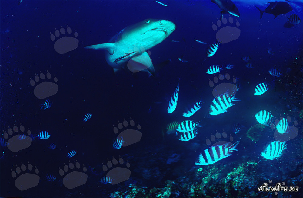 Fascinating Whitetip Reef Shark in the Waters of Fiji