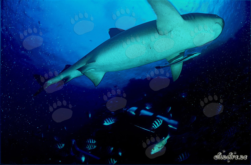 Affascinante squalo pinna bianca visto da un'altra prospettiva