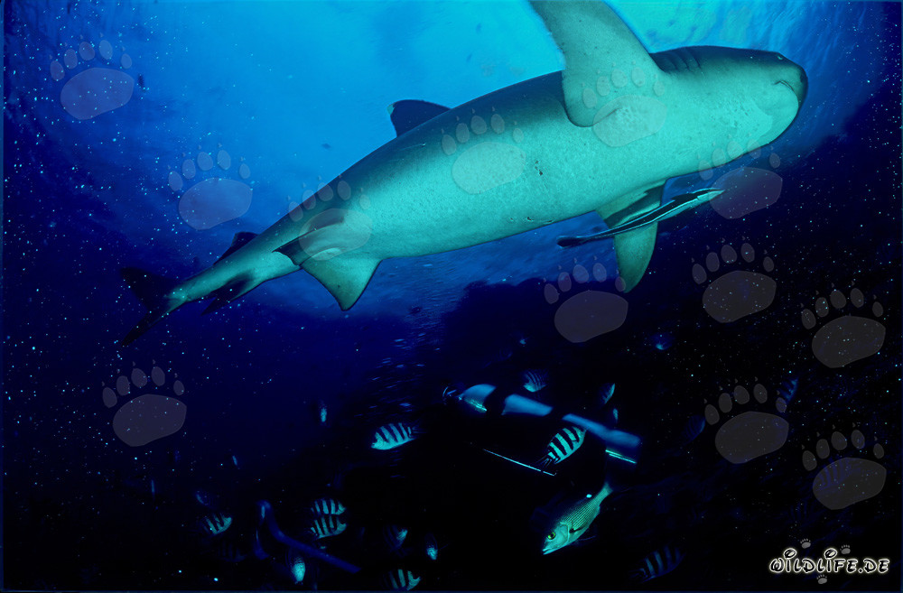 Fascinating Whitetip Reef Shark viewed from a different perspective