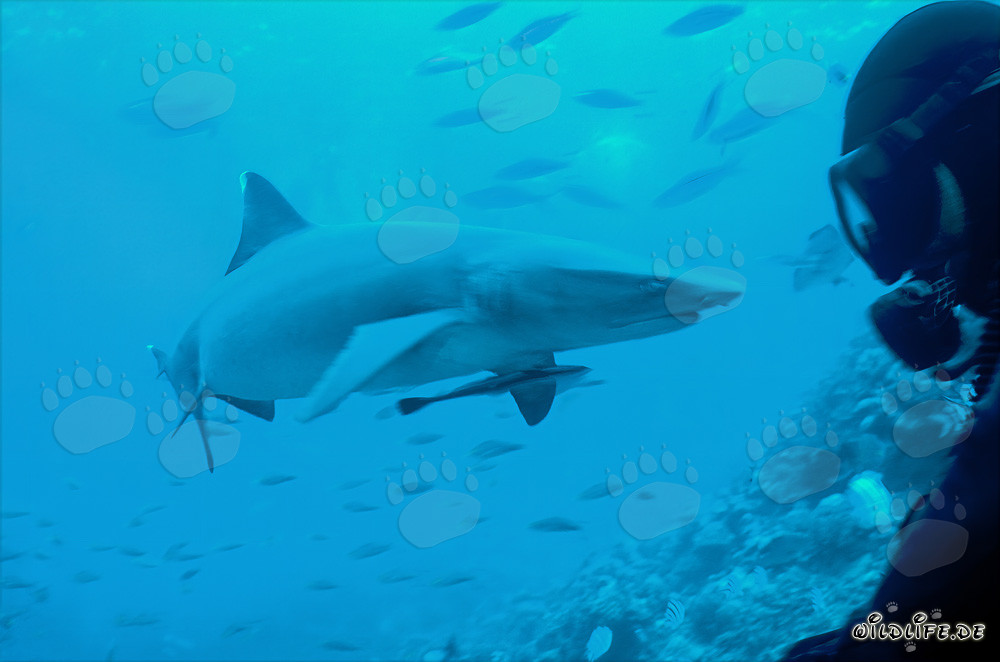 Affascinante squalo pinna bianca e subacqueo nelle acque cristalline di Fiji