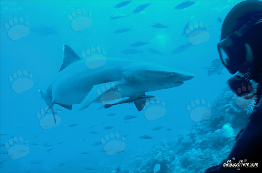 Fascinante tiburón de punta blanca y buceador en las aguas cristalinas de Fiji