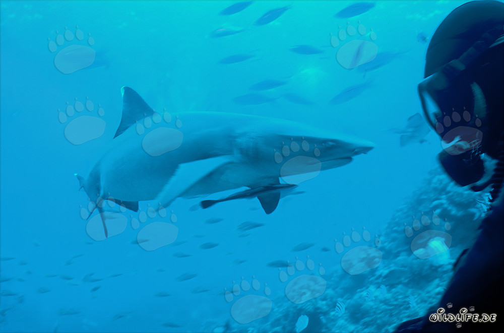 Fascinating Whitetip Reef Shark and Diver in the Crystal Clear Waters of Fiji