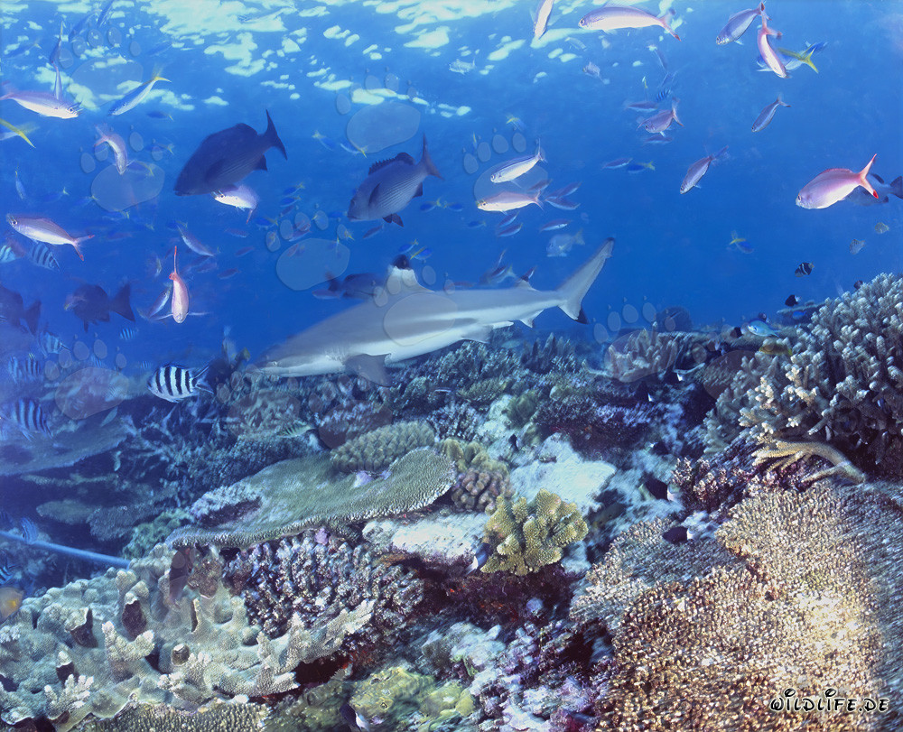 Fascinating Blacktip Reef Shark and Colorful Coral Fish