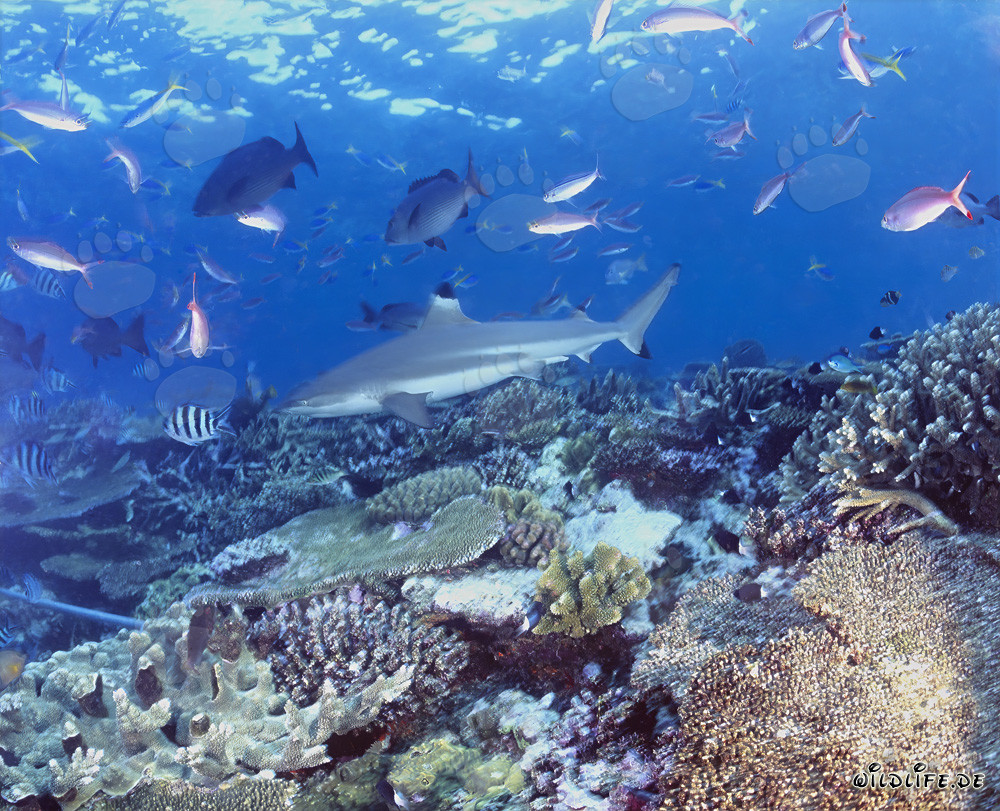 Fascinante tiburón de arrecife de puntas negras y coloridos peces de coral