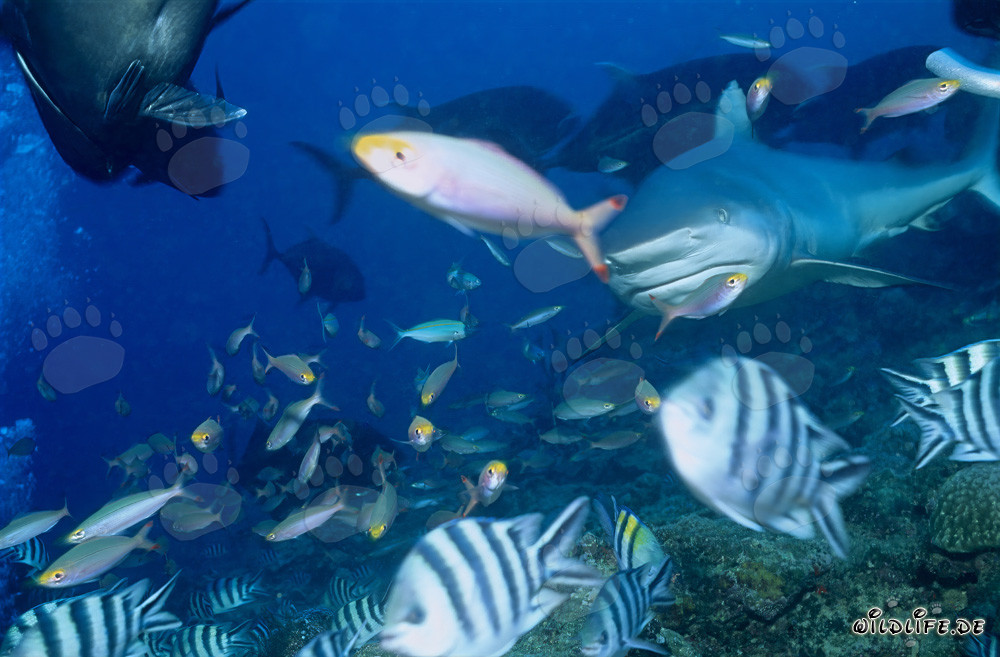 Bull Shark surrounded by colorful coral fish