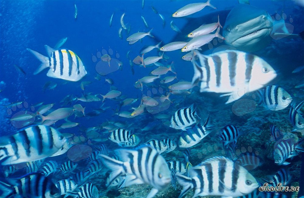 Encounter of a Bull Shark with a Group of Reef Fish in Fiji