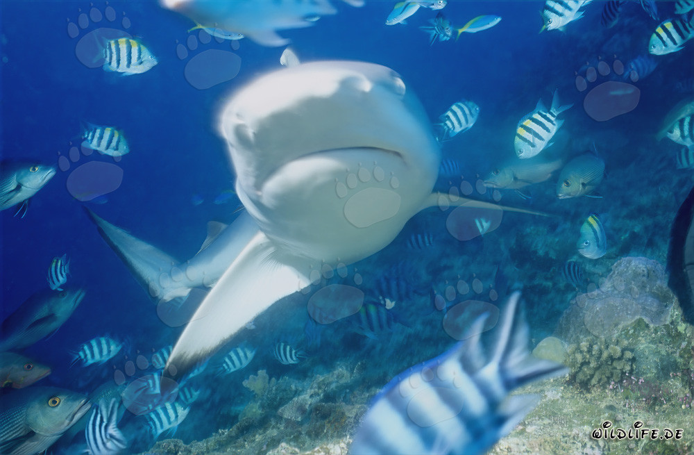 Bull Shark (Carcharhinus leucas)