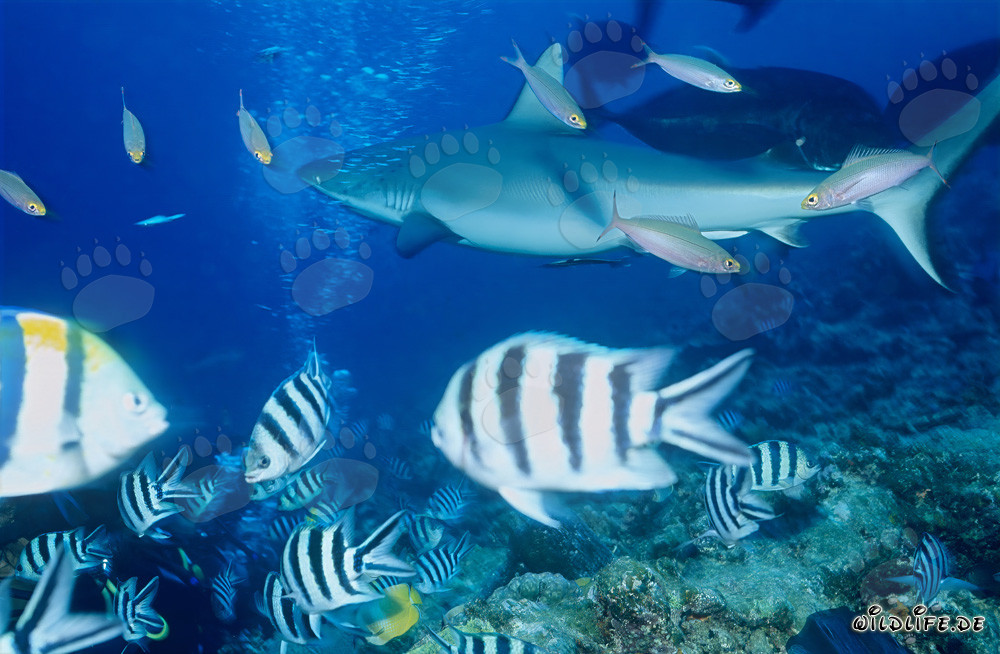 Gray reef shark in the South Pacific swimming in front of coral reef